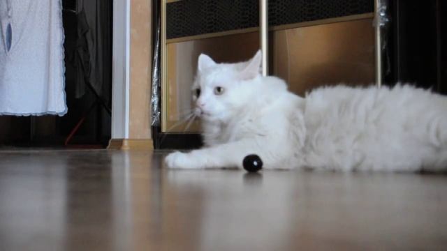 Шпиц и кот играют черешней смотреть онлайн