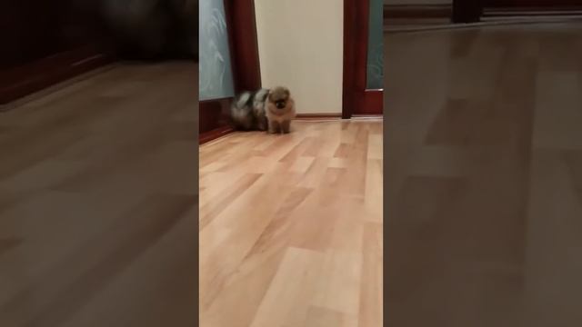 Щенки померанского шпица