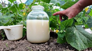 Как дрожжи помогают растениям: секреты успешной подкормки