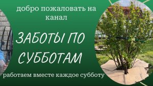 Май | Готовим кусты смородины к хорошему урожаю