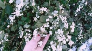 Снежноягодник( Волчья Ягода ) - Весеннее Формирование ( Омолаживание )