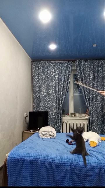 🐈 Кошка🐈 смотреть онлайн