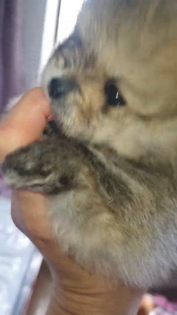 хитрый-хитрый чмундик🤣. малыш померанский шпиц пьёт молочко у всех мам