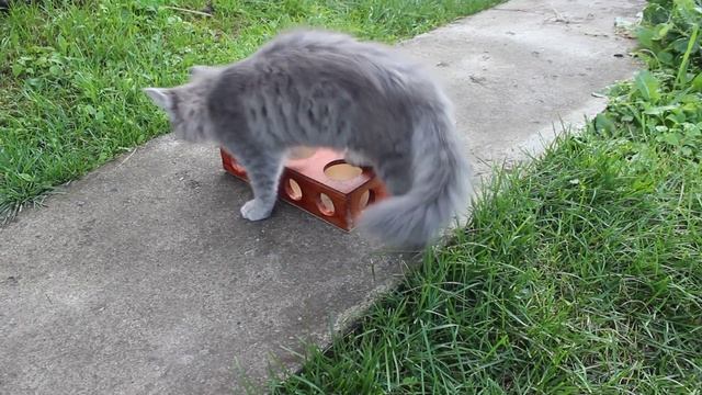 Любимая игрушка всех кошек!!! смотреть онлайн