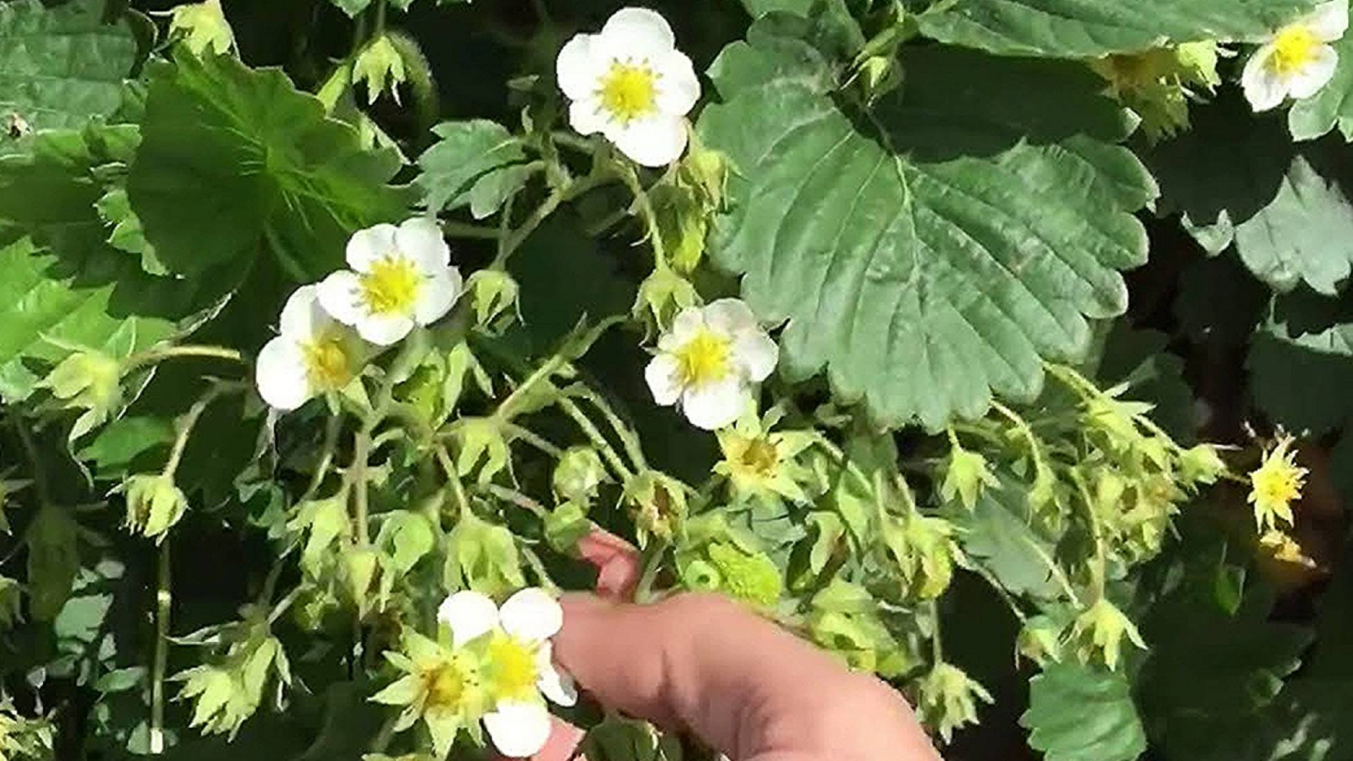 ЦВЕТЁТ КЛУБНИКА: БОРНАЯ КИСЛОТА - ГЛАВНЫЙ СЕКРЕТ УРОЖАЯ КЛУБНИКИ Важный компонент для щедрого урожая смотреть онлайн