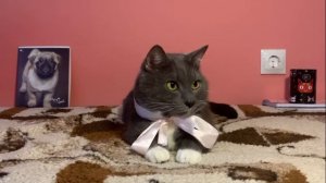 Если бы котики ходили в школу - котулькин