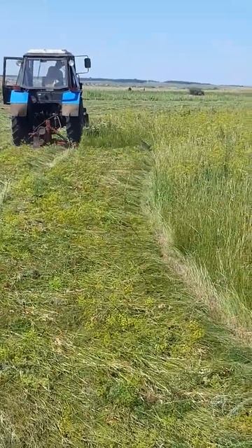 Сенокос 2020 режущий аппарат шумахер. смотреть онлайн