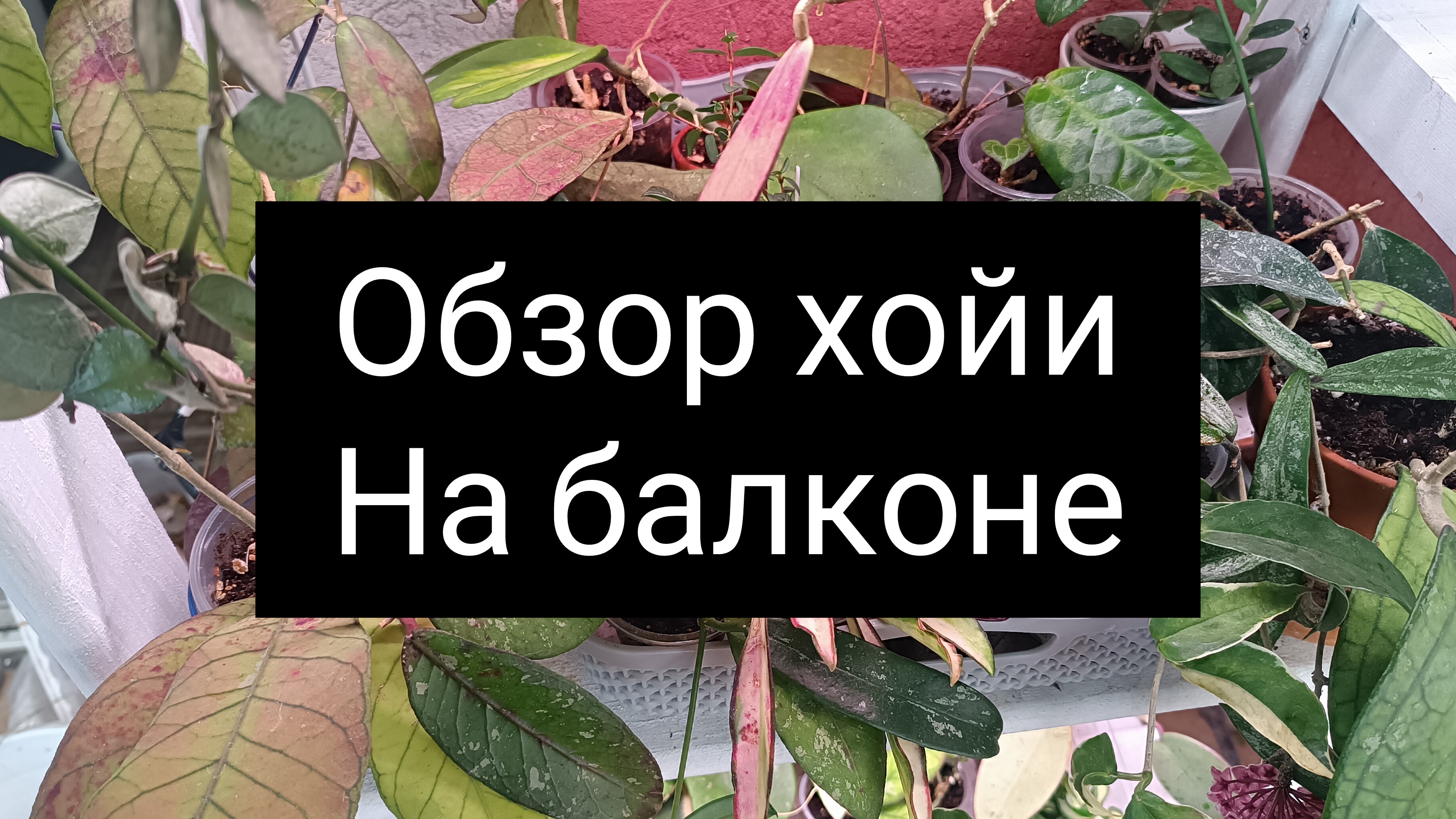 обзор хойи на балконе смотреть онлайн