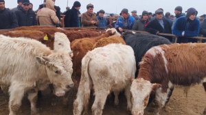 БУХОРО КАРАКУЛ МОЛ БОЗОР 23.02.2025