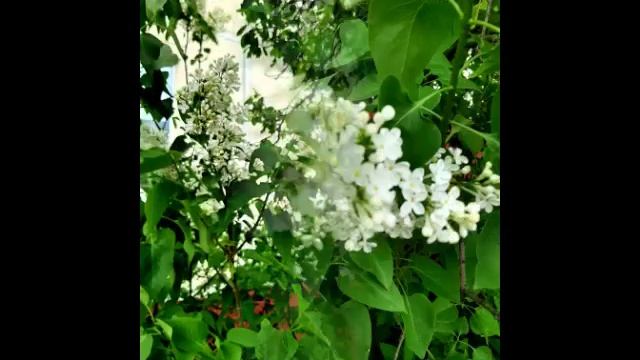 Красота , весна.mp4 смотреть онлайн