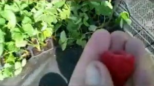 Малина Гусария. Ремонтантный сорт польской селекции.