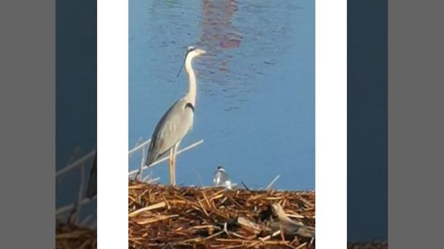 Цапля с утра в гости на турбазу www.sun64.ru пришла/31.05.22 смотреть онлайн