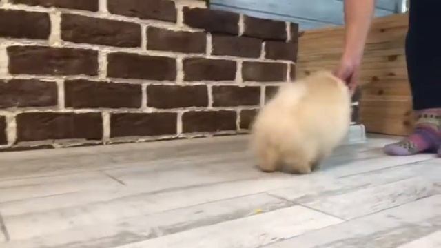 Светлый мальчик - продажа