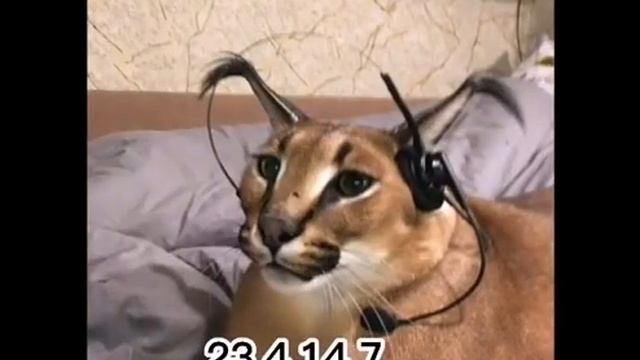 в. каких. дни. родился. шлепа смотреть онлайн