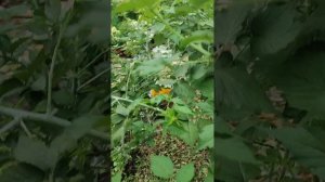 Чёрная малина.Что с ней делать после плодоношения и как размножать