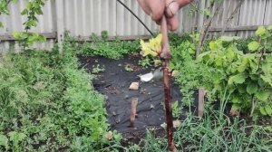 Высадка редких и особо ценных саженцев винограда в "контейнера"