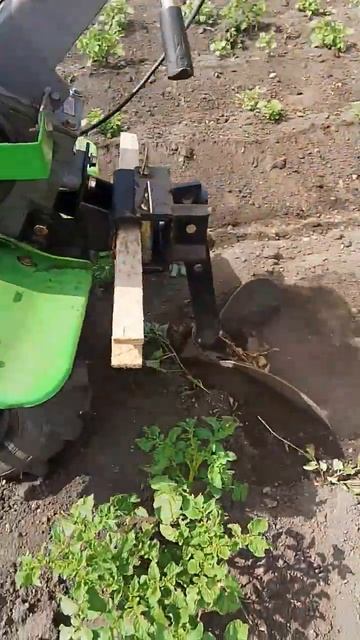 окучивали картошку мотоблоком #дача #мотоблок #огород? смотреть онлайн