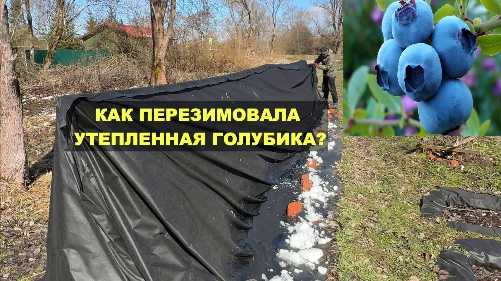 Как перезимовала утепленная голубика