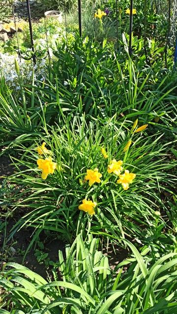 Ранний лилейник "Стелла де Оро" смотреть онлайн