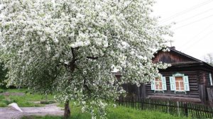 Песня " Под окном широким " Кавер