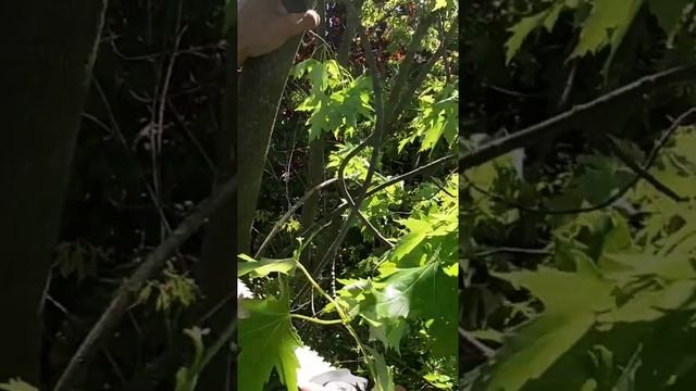 ~ Профессиональное удаление деревьев~ Удаление пней~ И смотреть онлайн