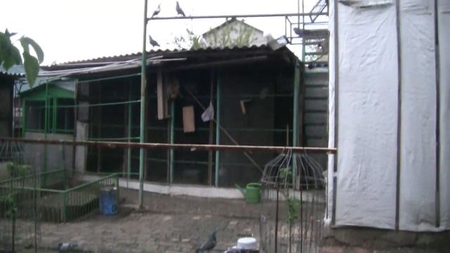 Вот так приучаю спорт к вечерней прогулке.