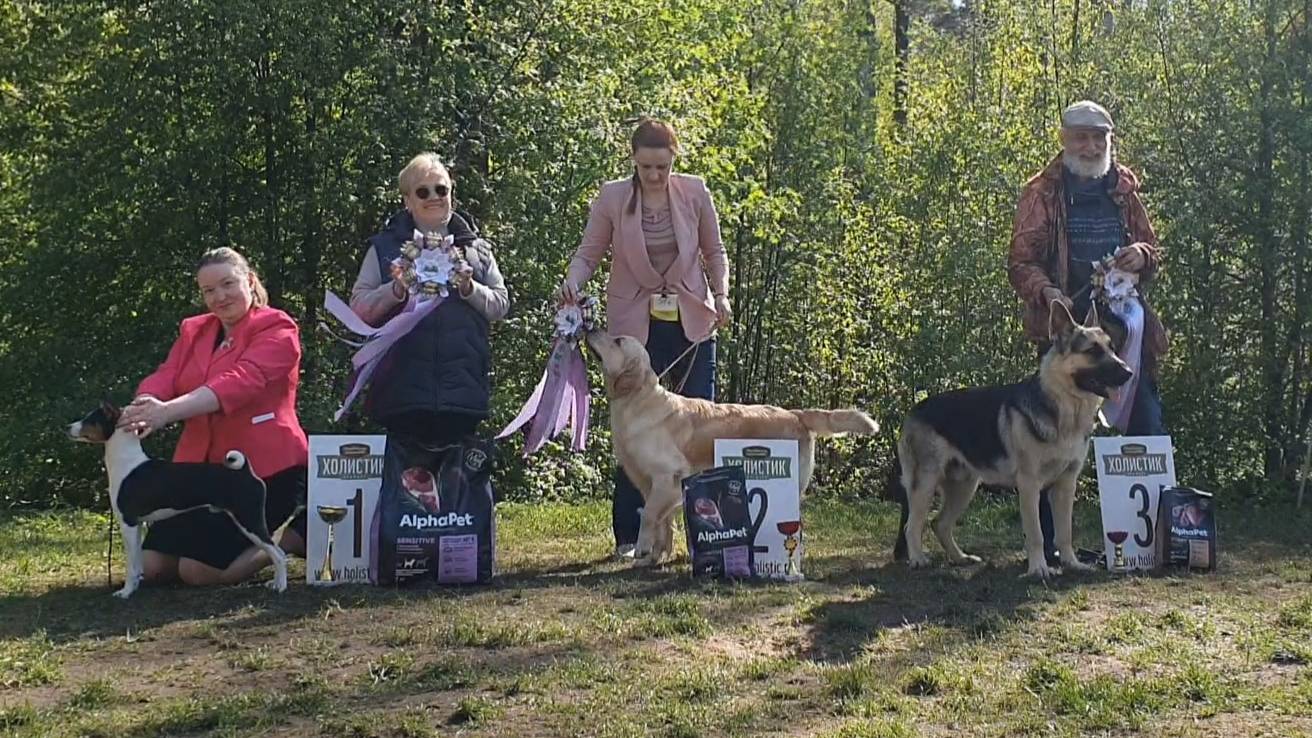 17.05.2025, СПб. Клуб "Кредо" (РКФ, РФОС). Выставка собак всех пород "КЛЮЧ К УСПЕХУ" (САС, ЧРКФ) смотреть онлайн