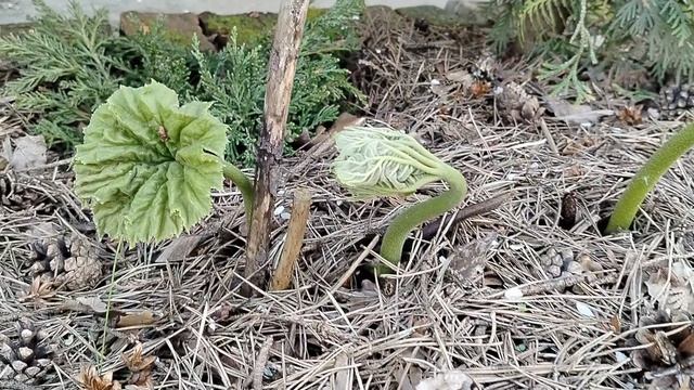 Астильбоидес пластинчатый (Astilboides tabularis) в нашем саду в мае 2025 смотреть онлайн