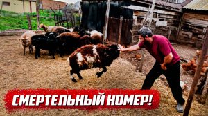 Неожиданное представление! | Оренбургская обл, Бугурусланский р/н д.Озёровка