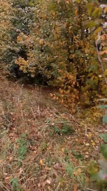 1✅❗ КОПАТЬ НЕ ПЕРЕКОПАТЬ | МЕТАЛЛОПОИСК | ЮМОР #металл? смотреть онлайн