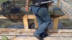 разведение карпа в садке