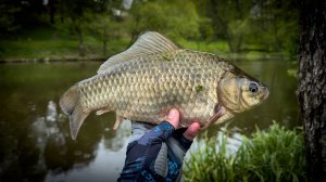 ФРИКЦИОН ЗАДЫМИЛСЯ, КОГДА ОН КЛЮНУЛ! / МОРМЫШИНГ на ПРУДУ