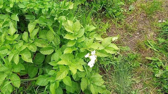 18.07.24г ленивый огородник или огород ленивца, вот как больше нравится , но всё растёт смотреть онлайн