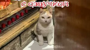 Приколы с котами! - С ОЗВУЧКОЙ! Самые смешные животные! СМЕШНЫЕ КОТЫ!