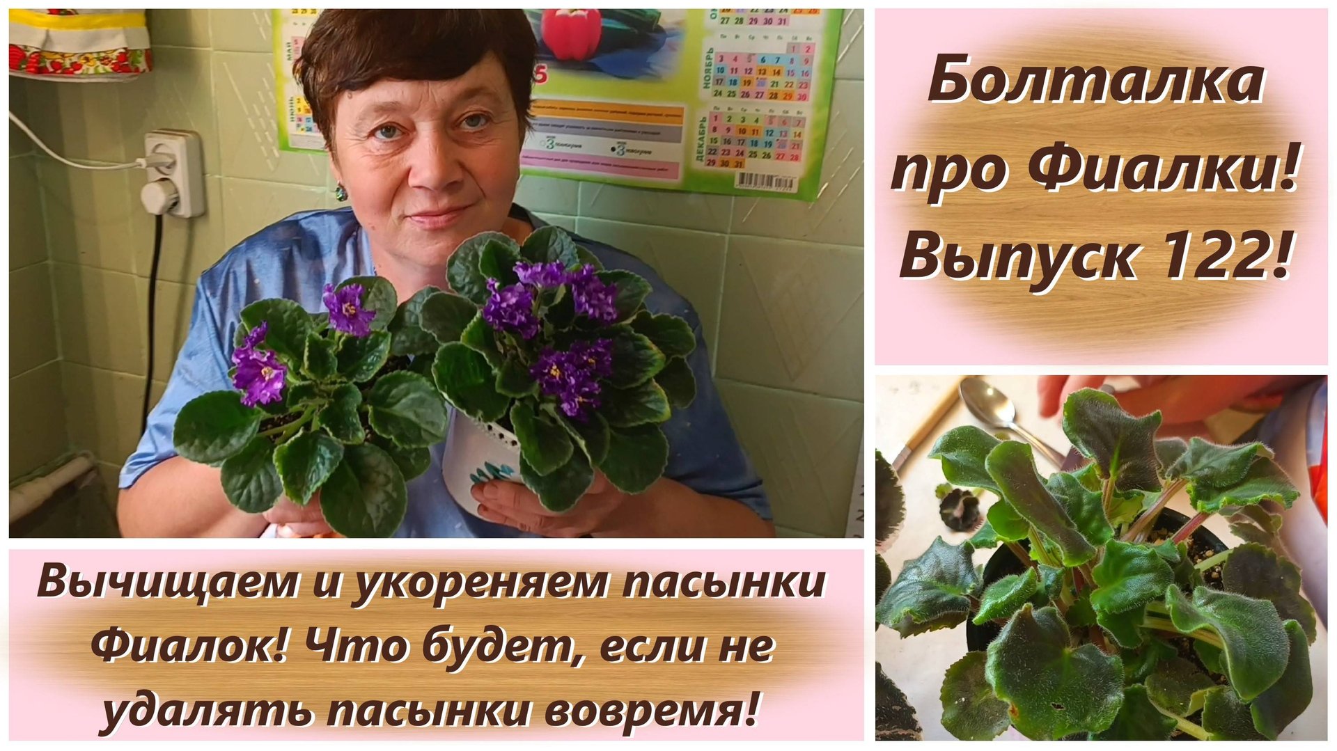 Болталка про Фиалки! Выпуск 122! Вычищаем пасынки Фиалок! Что будет, если не удалять пасынки! смотреть онлайн