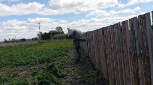 сбор листьев лопуха