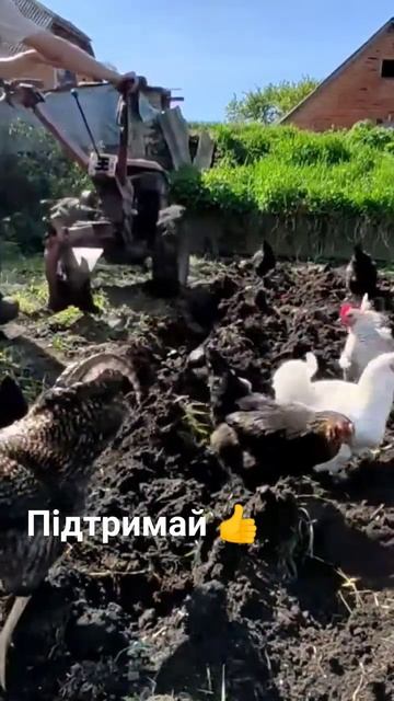 Супутники мотоблока 😁👍 #georgmotoblok #мотоблок #плуг смотреть онлайн