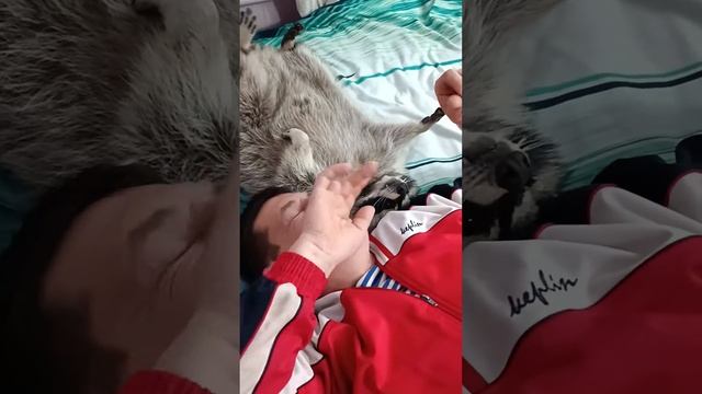 #ямыилюша #помощьбездомнымживотным #енотики #анапа #любимые