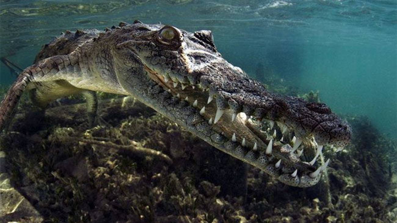 Какие существа скрываются в реке Амазонка? смотреть онлайн