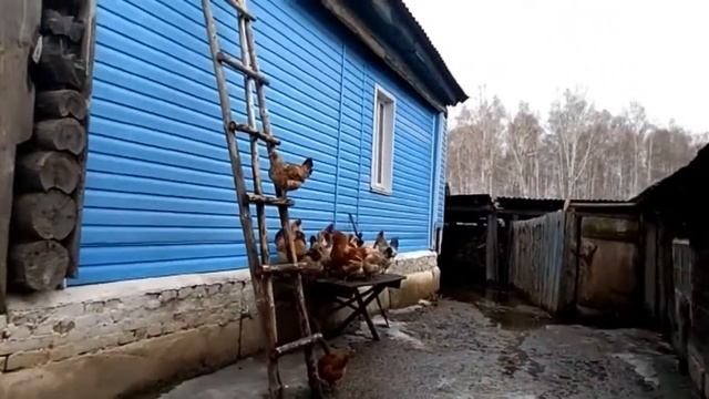 Гусь Гриша купается в луже 😁 смотреть онлайн