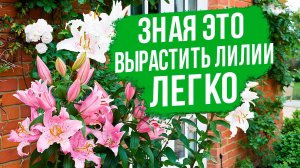 Что нужно знать, чтобы вырастить ЛИЛИИ? Лучшие сорта лилий для контейнеров и открытого грунта.