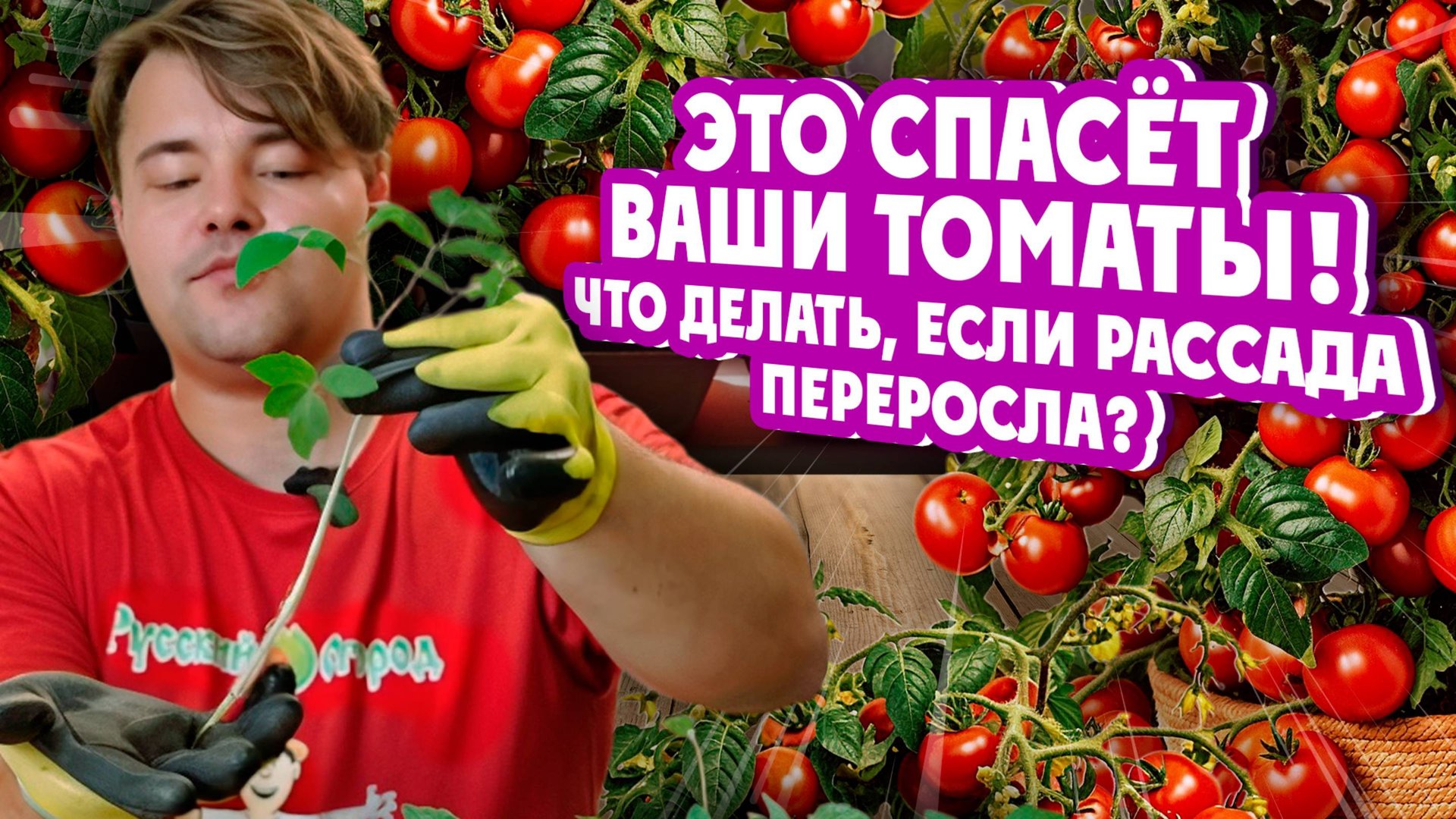 ЭТО СПАСЁТ ВАШИ ТОМАТЫ! Что делать, если рассада переросла?