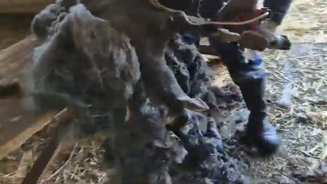 Видео как правильно быстро и качественно стричь овец#? смотреть онлайн