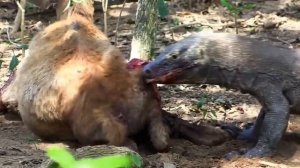 #komodo #варан #хищник #добыча