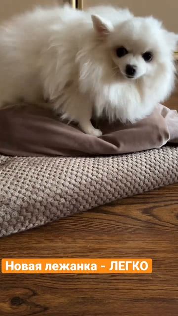 Родилась новая лежанка !