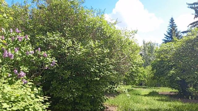 ДЕТИ УЧАТСЯ , А ВОКРУГ КРАСОТА ,,,,,ЛЕС ШКОЛЬНЫЙ смотреть онлайн