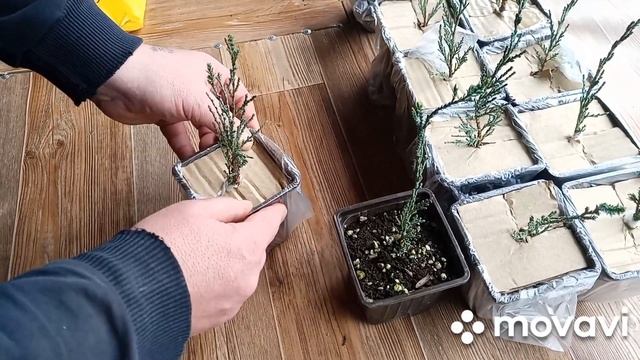 Упаковка растений на отправку смотреть онлайн