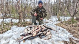 НА ЯМАЛЕ ЕЩЕ ЛЁД.ОТКРЫВАЕМ ЛЕТНИЙ СЕЗОН В ХМАО.ЯЗЬ И ОКУНЬ НА ОТВОДНОЙ ПОВОДОК.РЫБАЛКА НА СПИННИНГ.