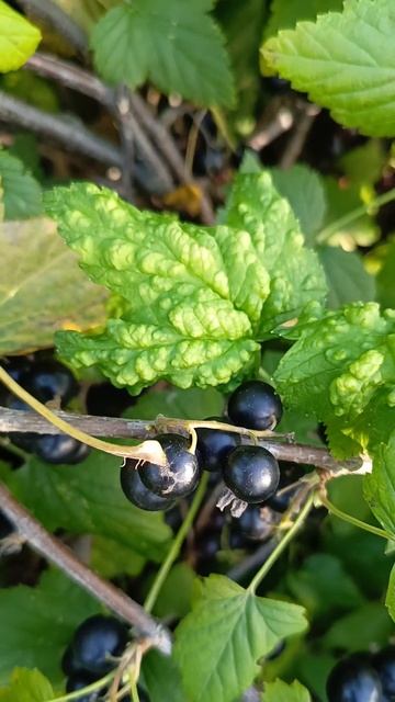 Смородиновый куст 🫐 スグリの実 🌿 #garden #summer #nature