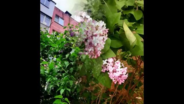 Весенняя красота .mp4 смотреть онлайн